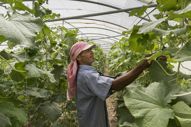 The Rural Economic Growth and Employment Programme has proved effective in enhancing the skills and creating employment opportunities for youth and women in the horticultural production sector, according to the International Fund for Agricultural Development (Photo courtesy of IFAD)